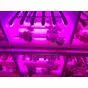  Светильник светодиодный для растений PPG T8i- 900 Agro 12Вт